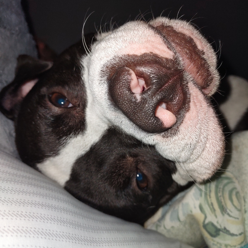 Meet your Posher, Holly